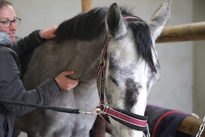 Emilie Aulbach Masseur équin Et Canin, Institut de Massage à Saint-Généroux