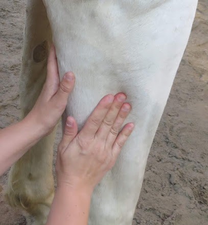 Carine Delbaere - Masseuse équin Et Canin - Massages Bien-être Humains, Institut de Massage à Marignac-Laspeyres