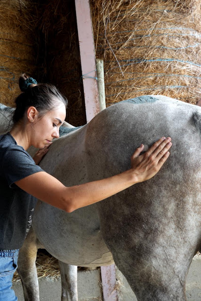 Sophysio Massage Animalier, Institut De Massage à Chaudefonds-sur-Layon