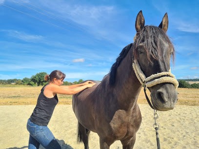 Sophie Fourquet - Masseur Animalier, Institut de Massage à Pessan
